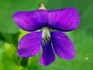 This is probably the exact wood violet that Glück was talking about in her poem. Maybe.